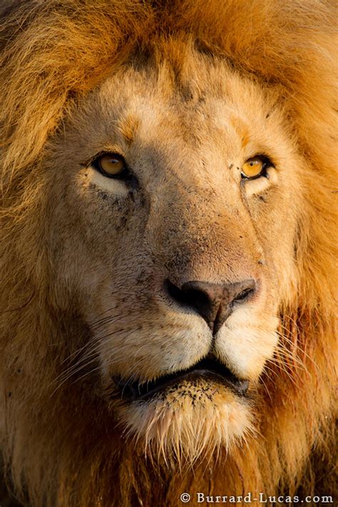 Male Lion Portrait Burrard Lucas Photography