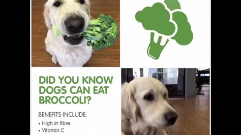 Can My Dog Eat Broccoli Youtube