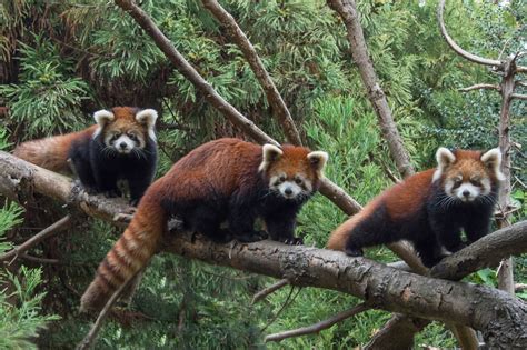 2 Baby Red Pandas Make Debut At New York Zoo The Columbian