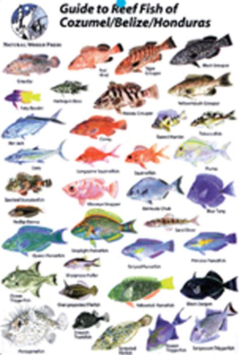 Guide To Reef Fish Cozumel Belize Honduras Id Card Travel 6x9 B206