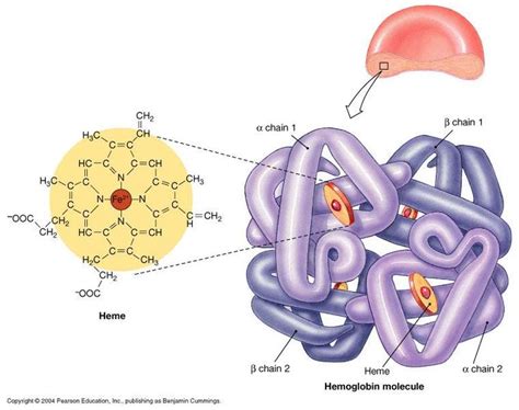Structure Of Hemoglobin Bioquímica Fisiología Biologia Molecular