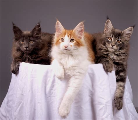 Explore 290 listings for maine coon kittens for sale uk at best prices. Free Maine coons kittens Stock Photo - FreeImages.com