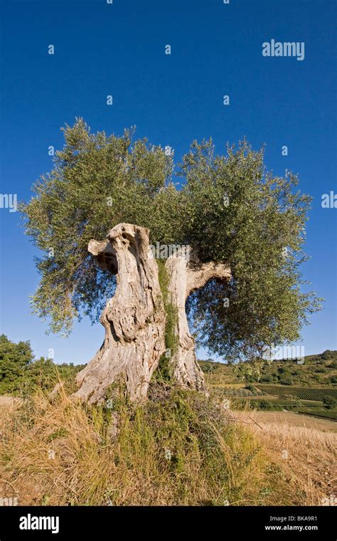 Old Olive Tree Italy Tuscany Stock Photo Alamy