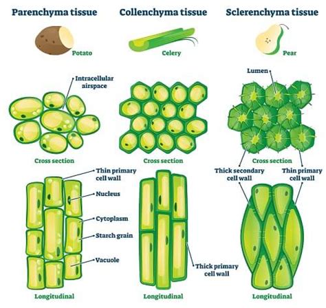 Describe The Different Types Of Plant Cells In Plant Tissues