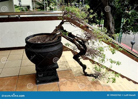 Bonsai Bonito E Charmoso Plantado Em Um Jardim Foto De Stock Imagem De Bot Nica Crescimento