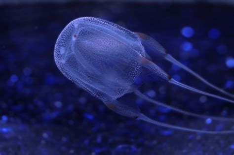 Box Jellyfish Cubozoa Respiration Mao