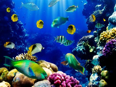 Live Fish Aquarium Wallpaper Wallpapersafari