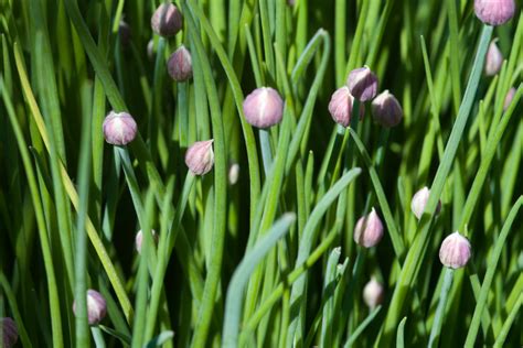How To Harvest Chives Year Round Without Affecting Their Growth