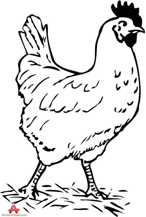Here is a lovely black and white engraving from an old natural history book. black and white chicken clipart 20 free Cliparts ...