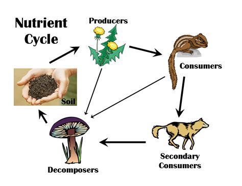 River Bend Nature Center School Units Decomposition Nutrient Cycle