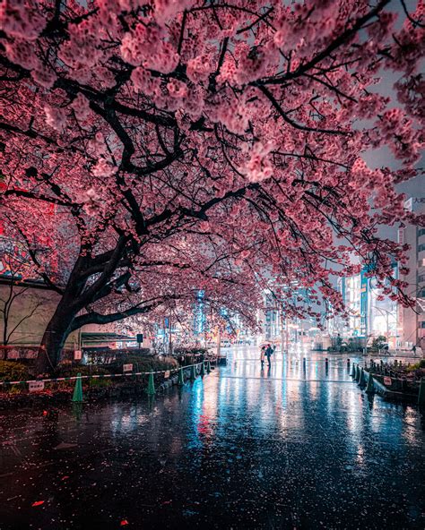 Download Captivating Night View Of Pink Cherry Blossom Trees Wallpaper