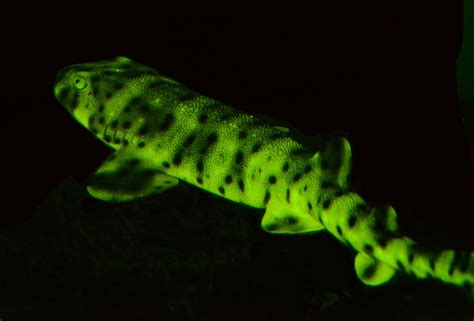 Glow In The Dark Sharks How Catsharks Use Biofluorescence To