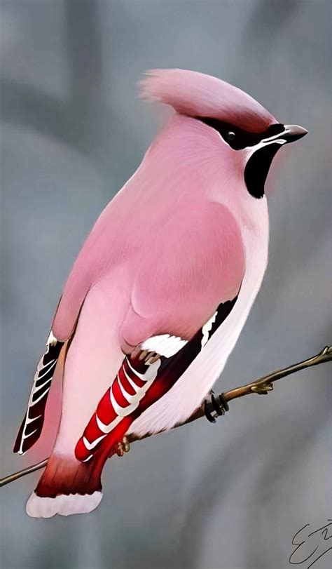 Pin By Maykos On 10exotiques Birds In 2022 Most Beautiful Birds