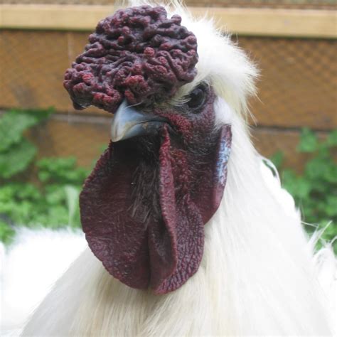 How long do silkie chickens live? Chicken Breeds Chinese Silkie - Appletons