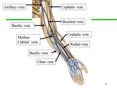 Left Brachial Vein Cephalic Vein Antecubital Vein Location
