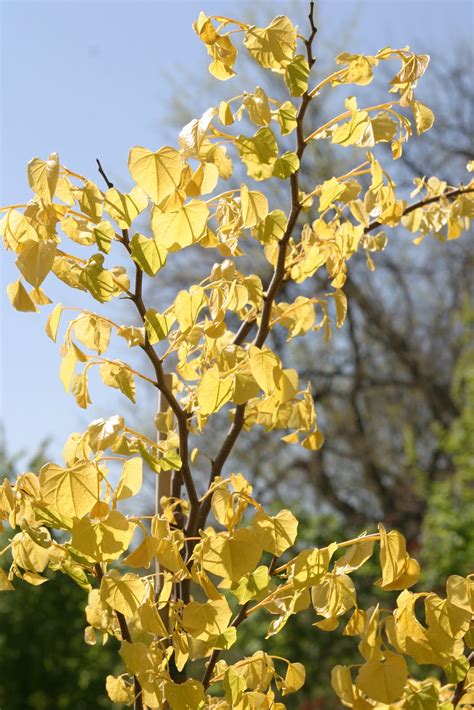 I planted a rising sun redbud last fall. Powell Gardens' Blog: Dogwoods with Dinosaurs