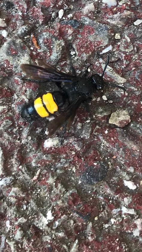 Black Flywasp With Two Yellow Stripes Austria Whatsthisbug