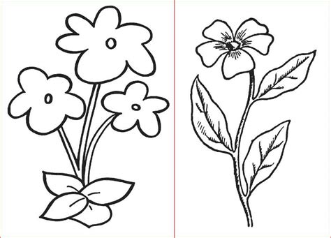 Bunga Anggrek Gambar Mawar Sketsa Sakura Bunga Mewarnai Sketsa Branco