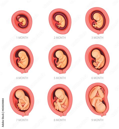 Human Embryo Growth Stages Vector Infographics Human Embryo My Xxx