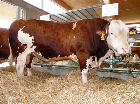 Maybe you would like to learn more about one of these? 65+ Foto & Gambar Sapi Potong : Sapi Limosin (Limousin), Simental (Metal) dan Brahman Untuk ...