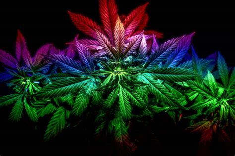 Rainbow Pot Leaf Stock Photos Pictures And Royalty Free Images Istock