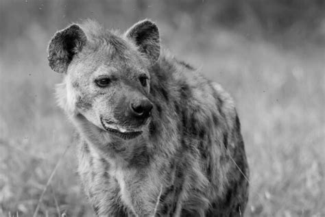 Premium Photo Hyena Eating Kruger National Park South Africa