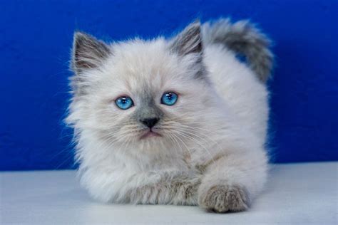 Buy, sell and adopt puppies, dogs, kittens, cats and other pets near me. Ragdoll Kittens for Sale Near Me | Buy Ragdoll Kitten ...