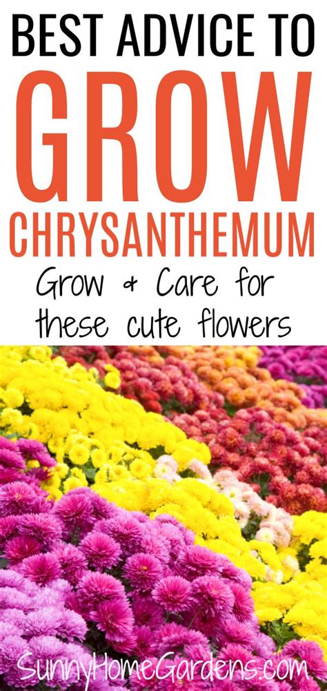 How To Grow And Care For Mums Chrysanthemums In 2020 Chrysanthemum