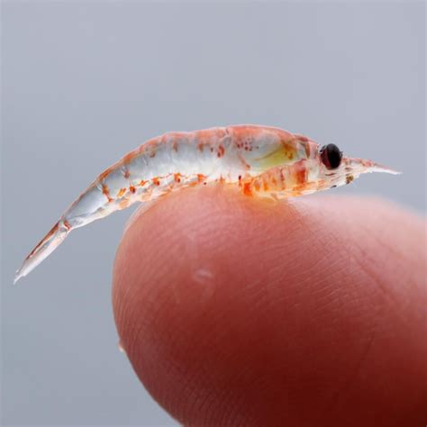 Krill By Sophie Webb I Have Always Wondered What Krill Looks Like
