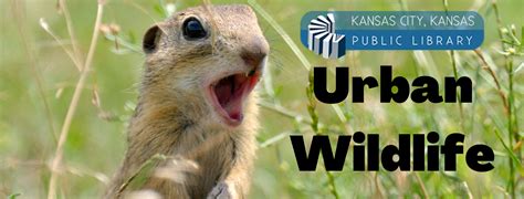 Urban Wildlife Wednesdays Fox Squirrels Online Programs Kckpl