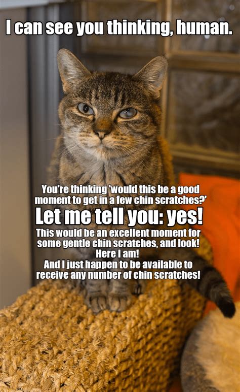 9,690 best cat free video clip downloads from the videezy community. Yes! - Lolcats - lol | cat memes | funny cats | funny cat ...