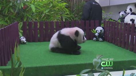 Panda Cub Makes Debut At Malaysia Zoo Youtube