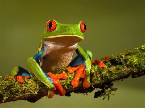 The Red Eyed Tree Frog 10 Worlds Most Amazing Frogs
