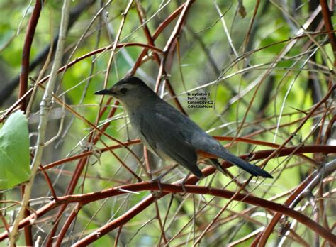 Black Headed Grosbeaks And Gray Catbirds Are Back In Town