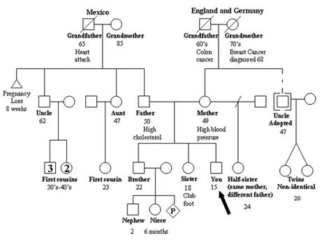 Modern family tree art modern genealogy fan chart family | etsy. Family History 1 | Family medical, Family genealogy, Medical history
