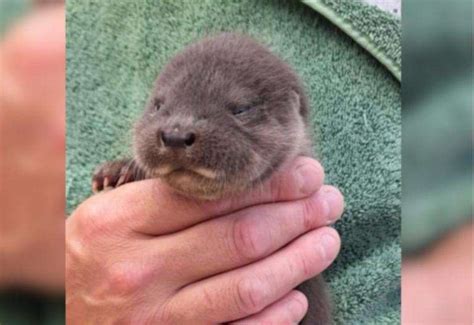 otter rescued from deben mill near woodbridge in suffolk is being cared for by wildlives