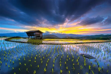 Rice Paddy Hut Terraces Water Mountains Clouds Yellow Blue Farm Sun