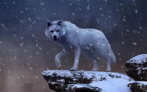 White Wolf In A Blizzard Digital Art By Daniel Eskridge Pixels