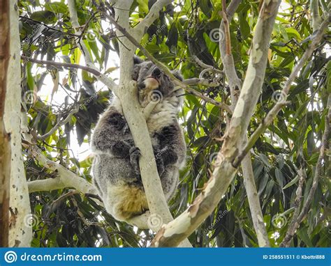 Koala Sleeping Stock Image Image Of Vulnerable Park 258551511