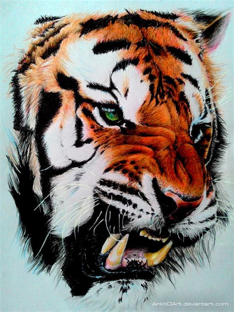 Tiger Color Pencil Drawing By Ankredible On Deviantart