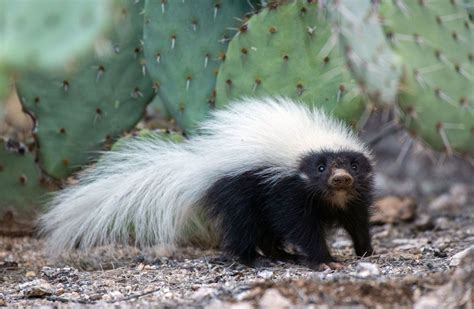 Skunk Scent Size Habitat And Facts Britannica