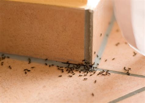 هل وجود النمل الأسود في البيت يدل على الحسد