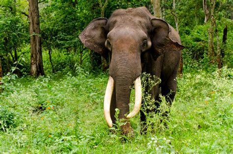 Elefante Asiático Características Dónde Vive Y Alimentación