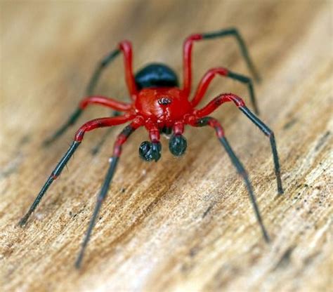 Durodamus Yeni Red And Black Spider Black Spiders Beautiful Creatures