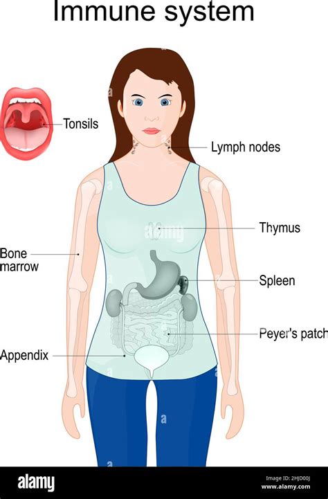 Immune System Woman Silhouette With Internal Organs Appendix Spleen