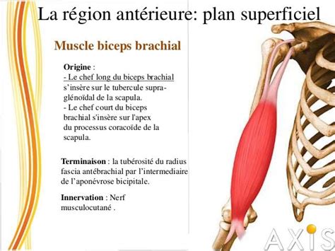 La Région Postérieure Muscle Biceps Brachial Origine Le Chef Long Du