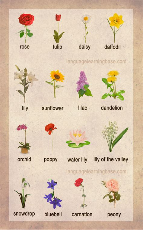 Flowers Name In English Flowers Names In Tamil And English With Images