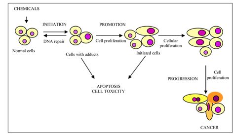Chemical Carcinogenesis Stages And The Occurrences Involved In Each One