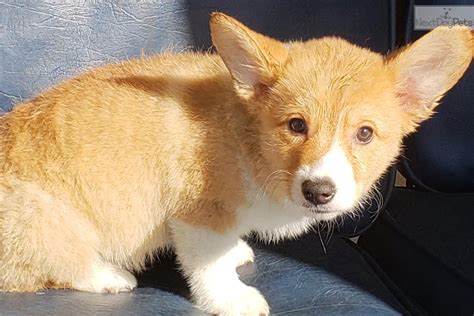 And while they are easy to train, they are also known for a bit of a stubborn streak! Corgi puppy for sale near San Diego, California. | 716b1019-8b31