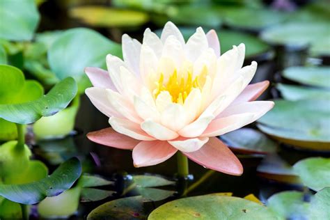 Water Lilies Plant Plants Information